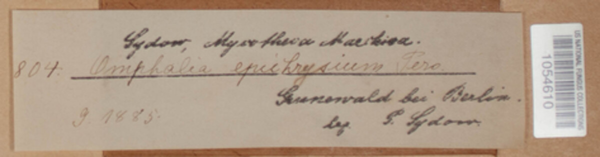 Arrhenia epichysium image